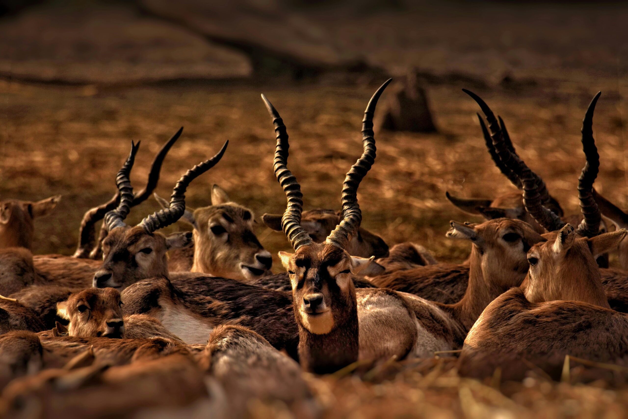 Budget Tanzania Safaris