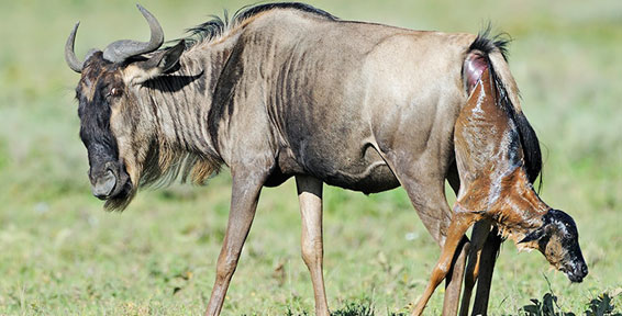 7-Day Calving & Migration Safari