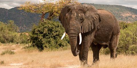 9 Days Tanzania Family Safari