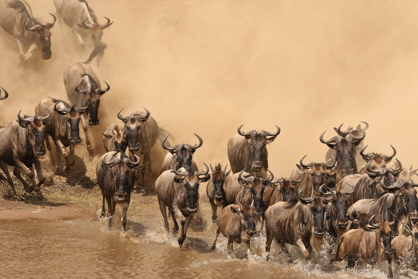 12 Days Great Migration Safari