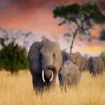 From the Serengeti to Zanzibar