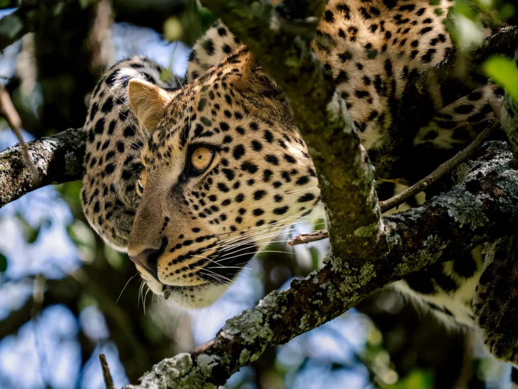 8 Days Southern Tanzania Safari