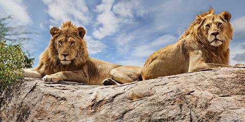 7 Days Classic Tanzania Safari