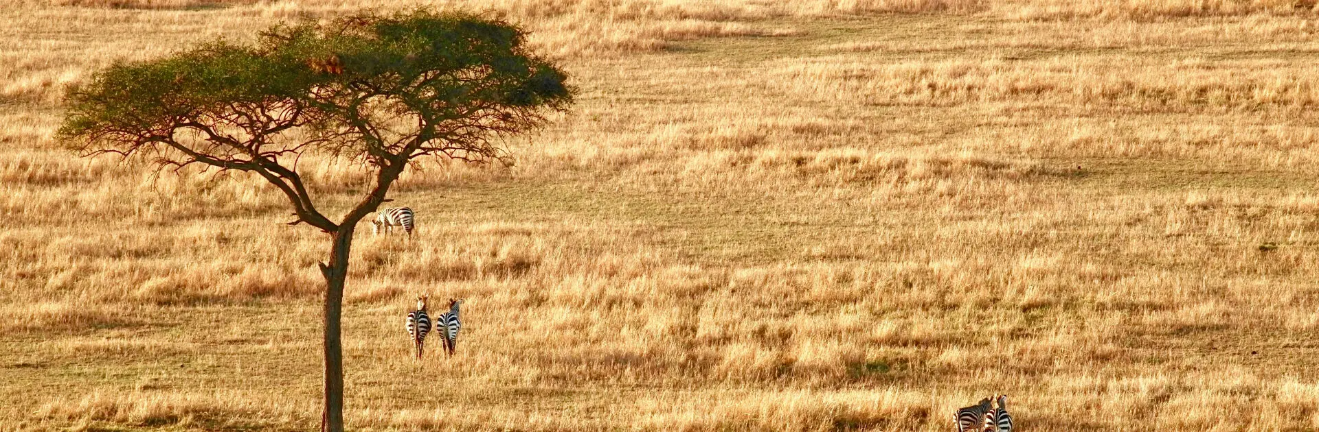 8 Days Southern Tanzania Safari