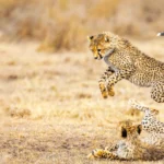 Plan Your Tanzania Safari