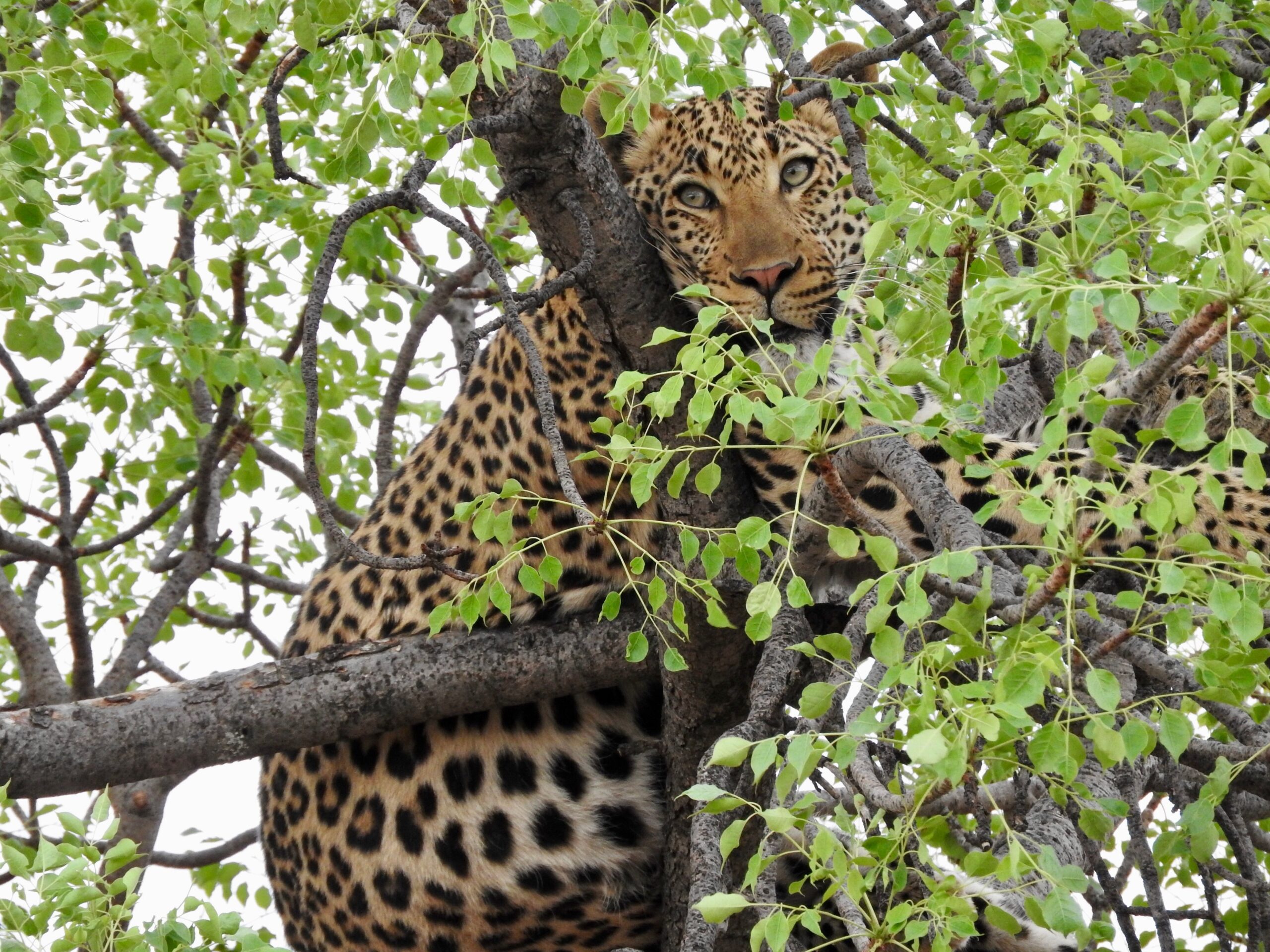 14 Days Ultimate Tanzania Safari