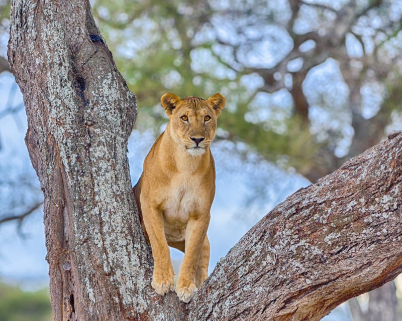 9 Days Tanzania Family Safari