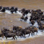 The Great Migration