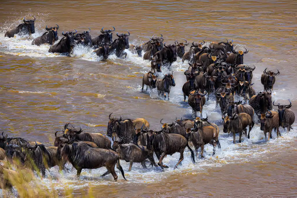 Great Migration Safaris