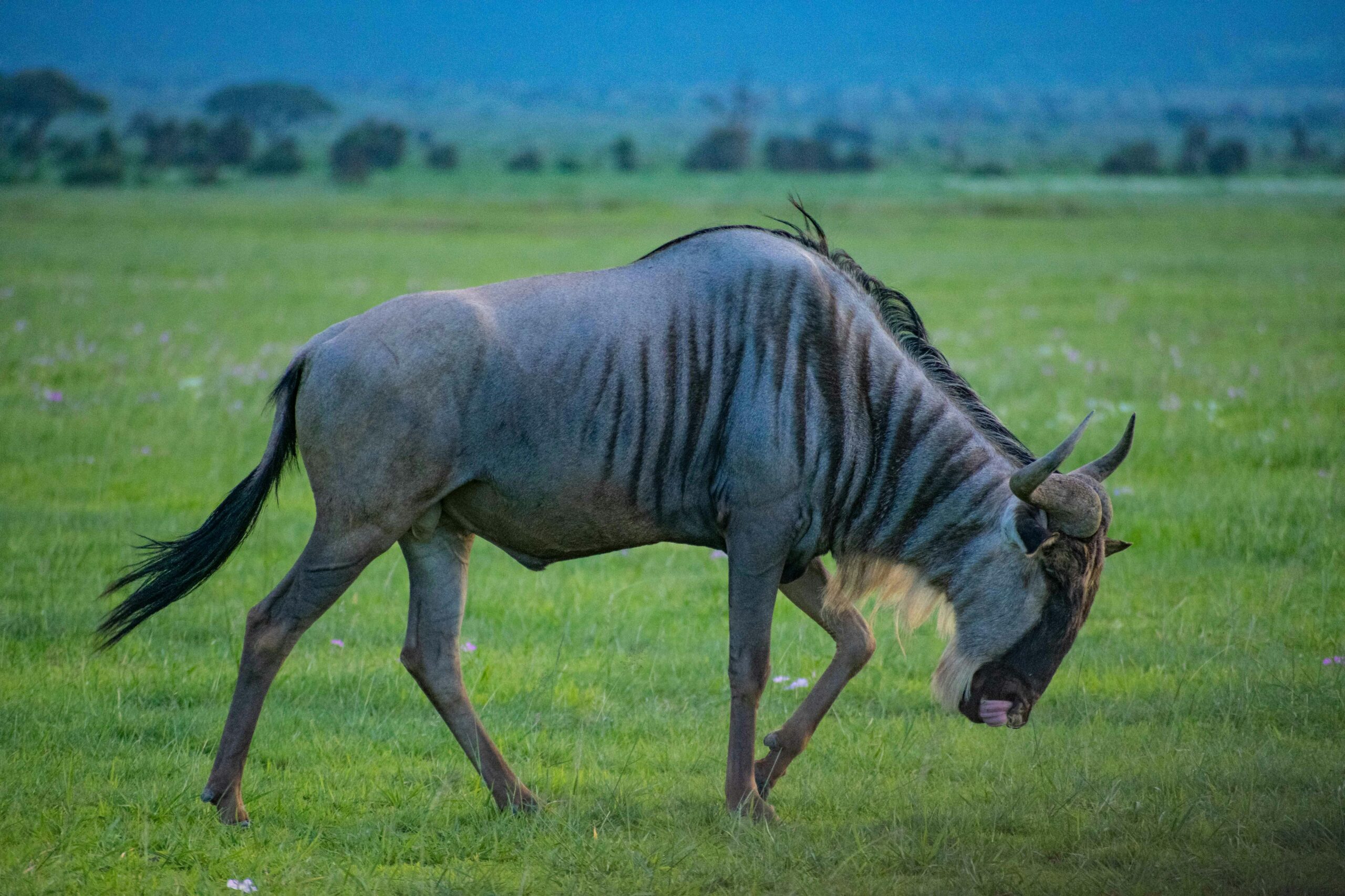 3-Day Great Migration Safari