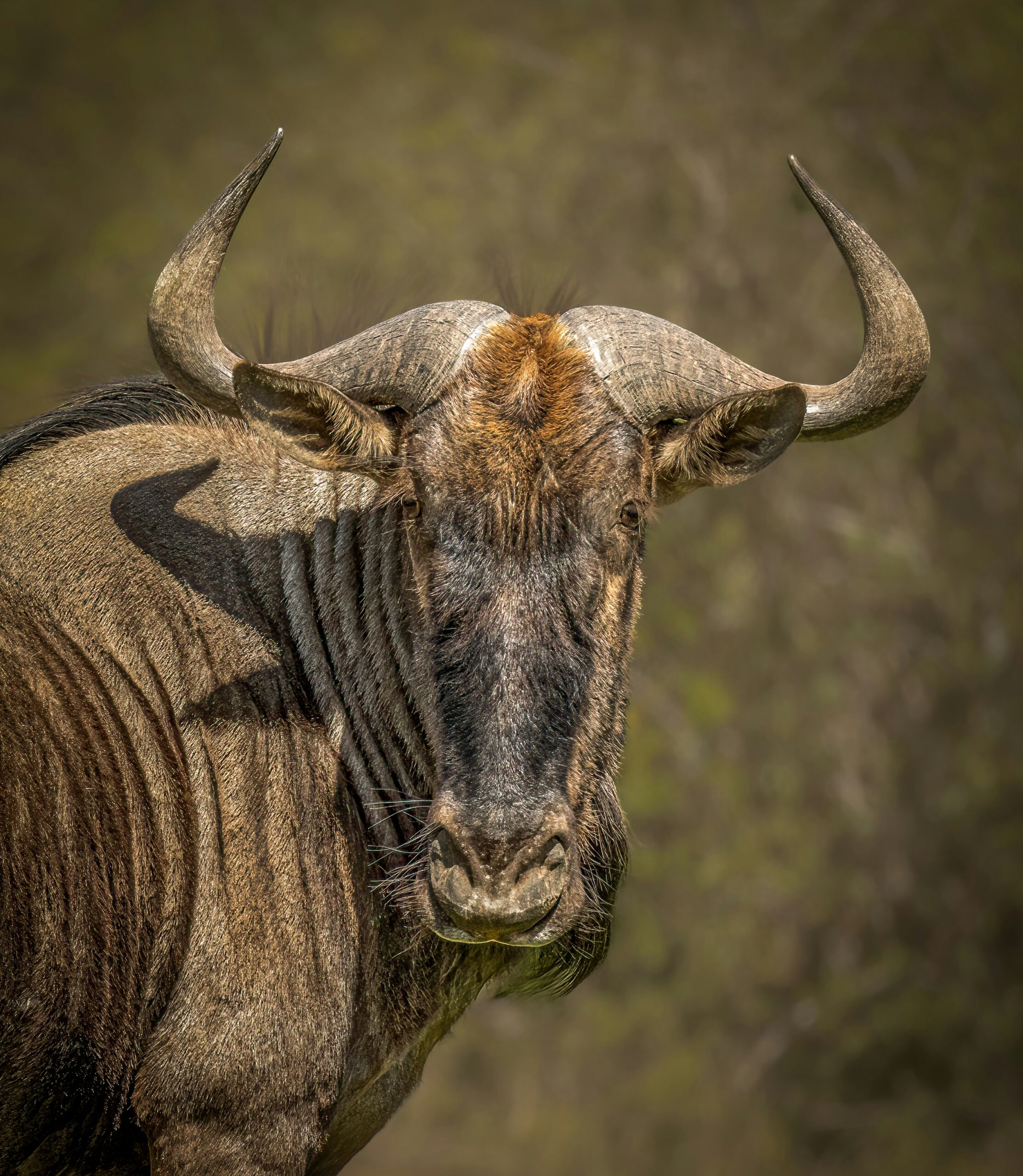5-Day Great Migration Safari