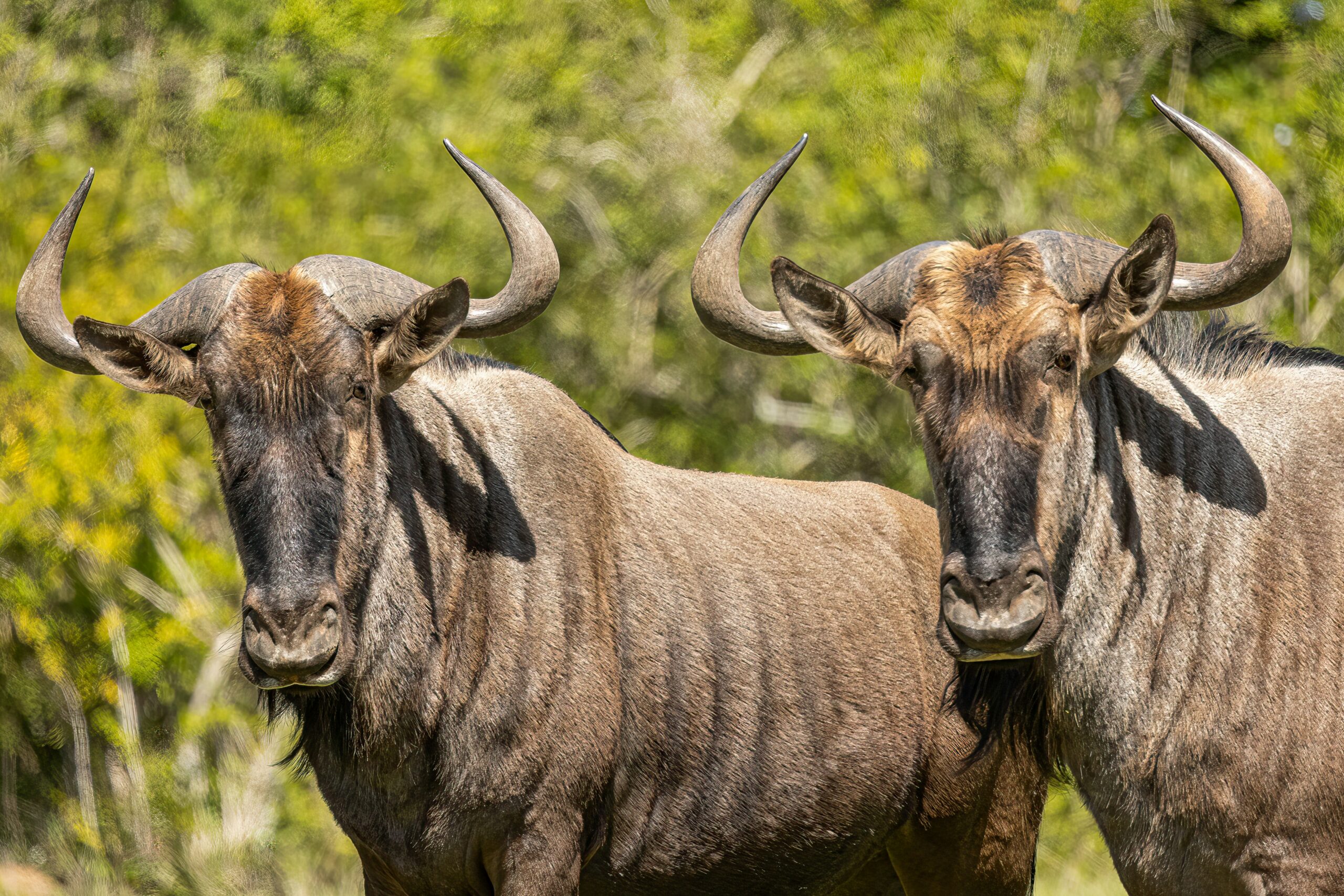 4-Day Great Migration Safari