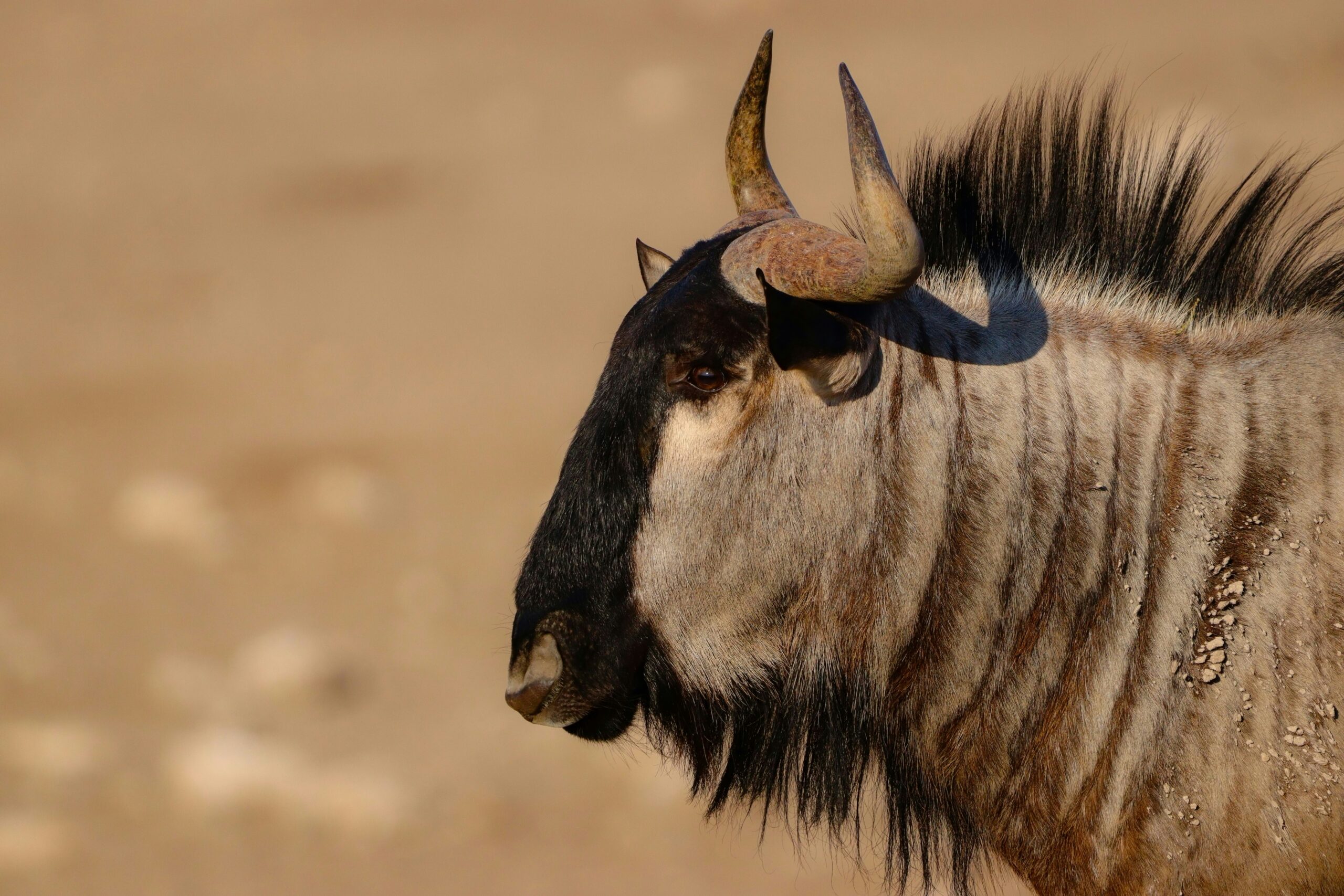 6-Day Great Migration Safari