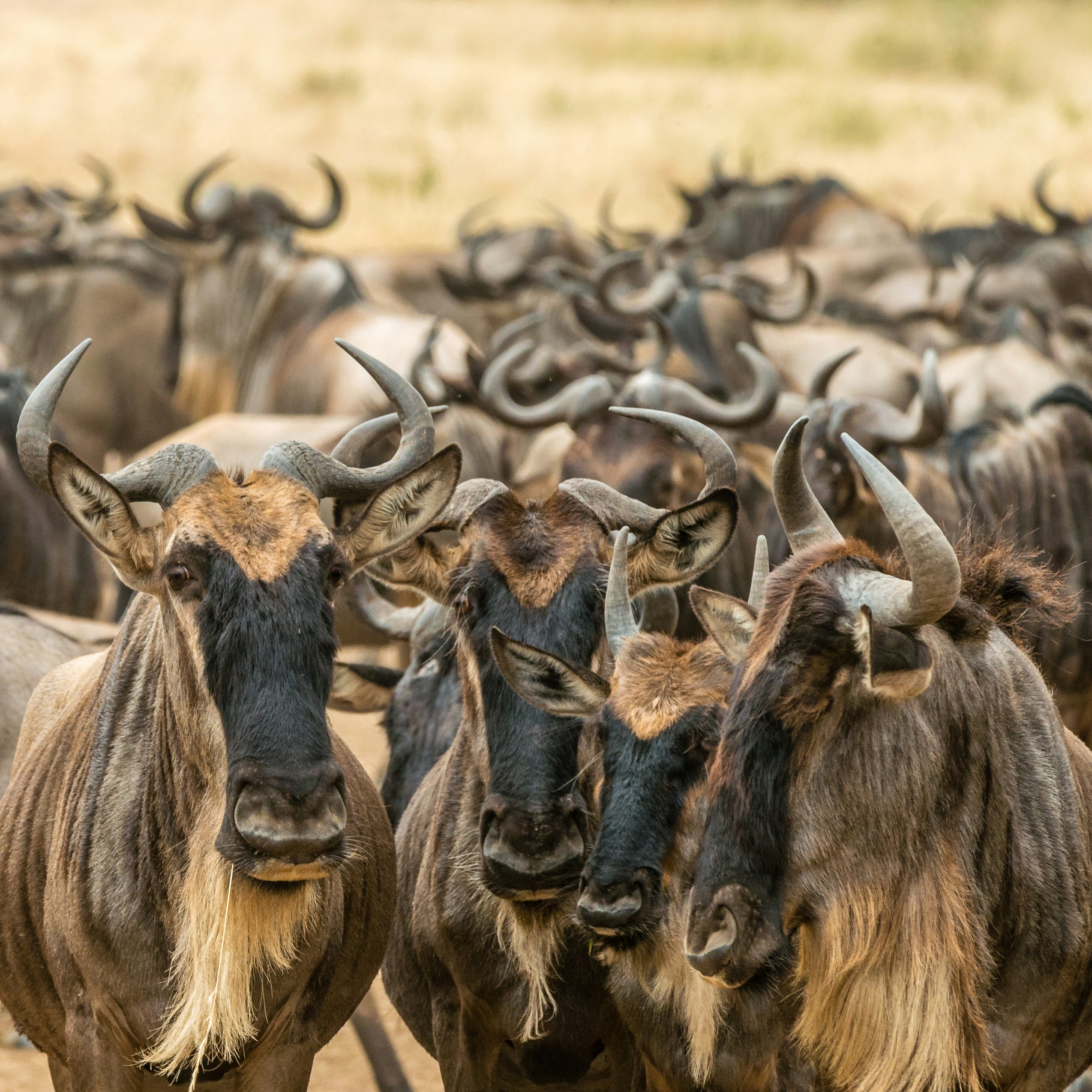 7-Day Great Migration Safari