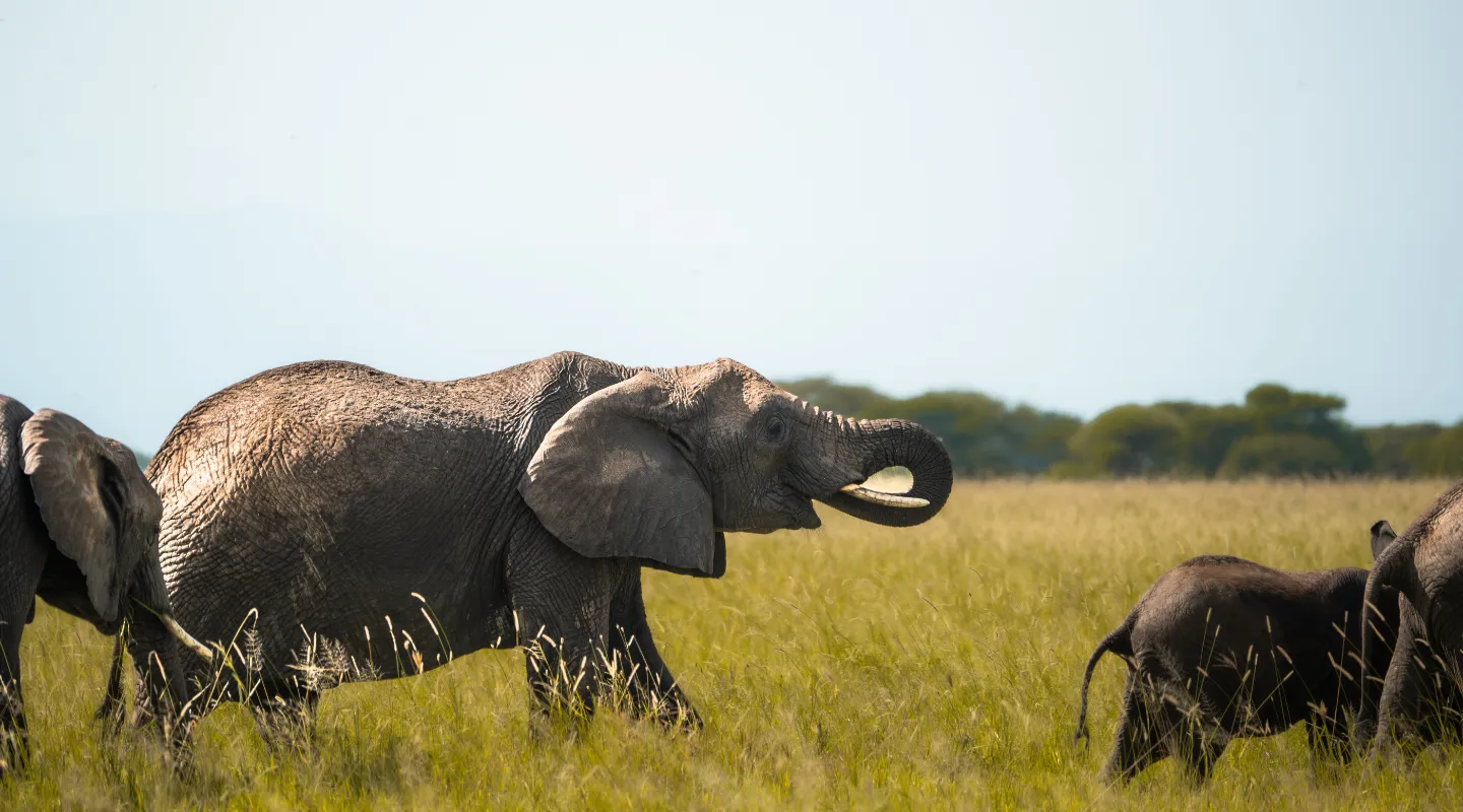 Elephants in Arusha National Park