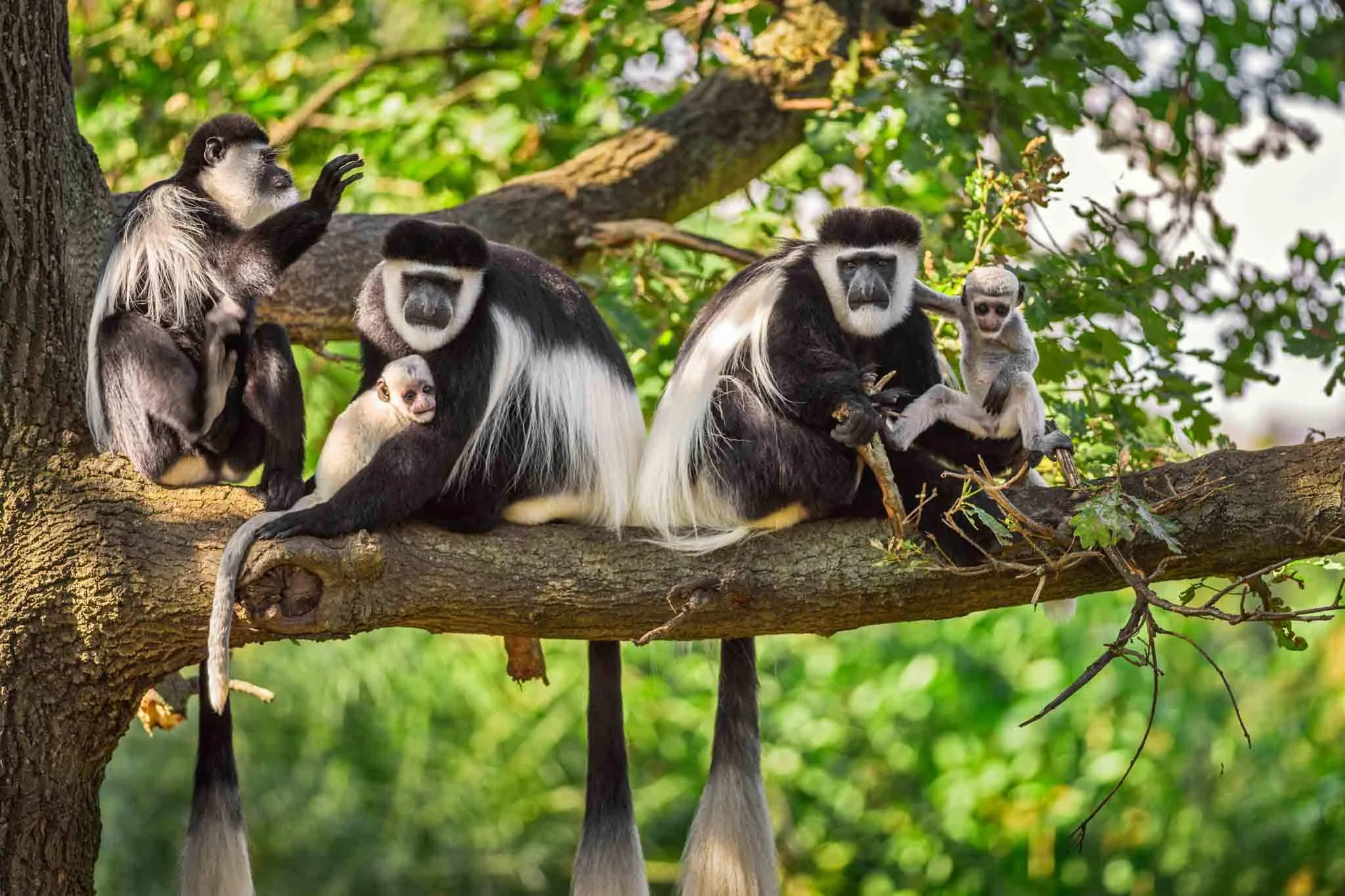 Black-and-white colobus monkey in Arusha National Park