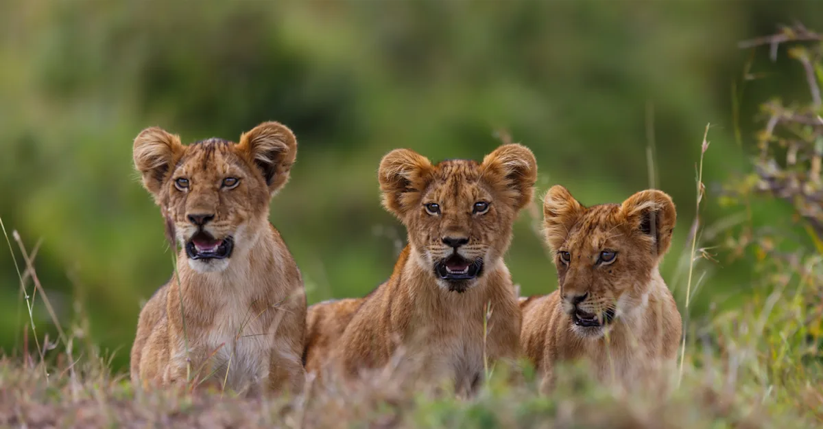 3-Day Family Safari