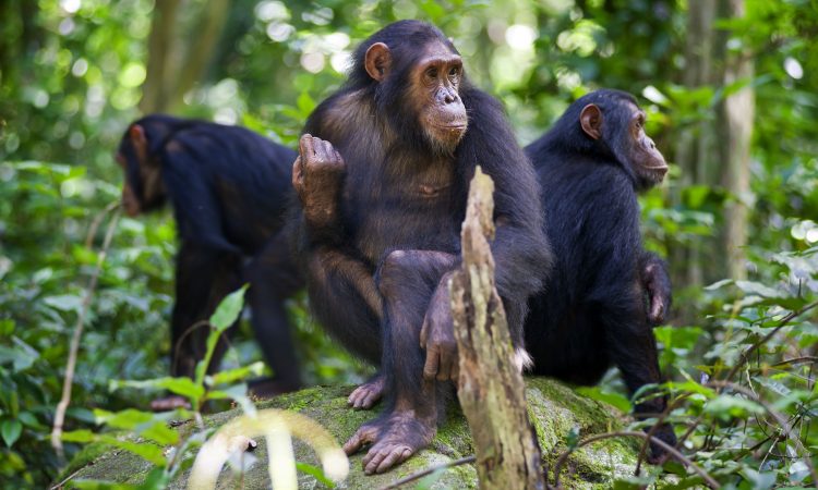 Gombe National Park
