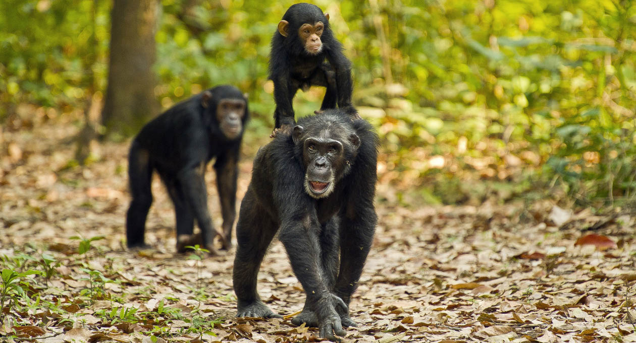 Chimpanzee in Gombe Stream, the site of Jane Goodall's research