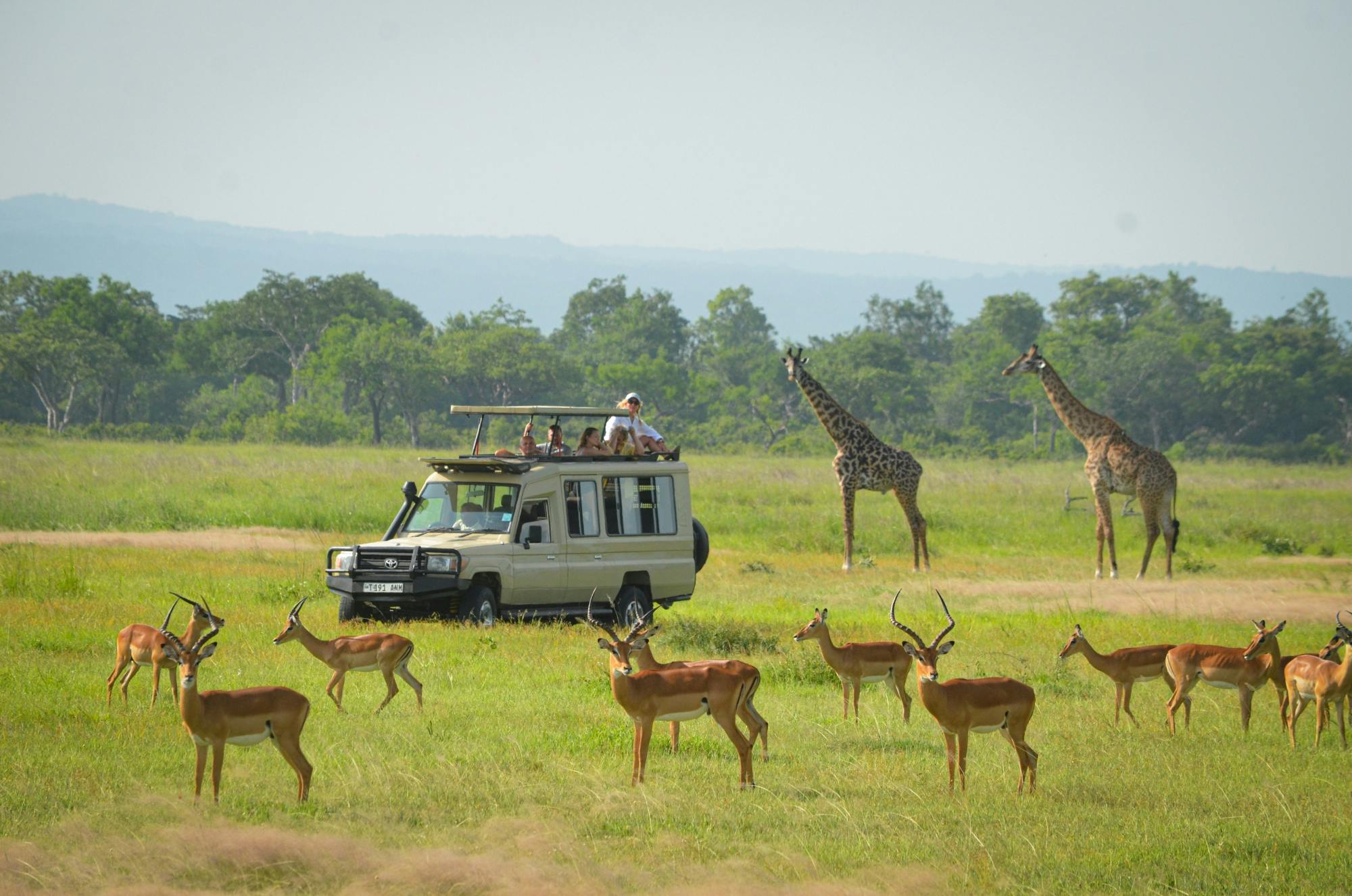 Wildlife on the open plains of Mikumi National Park
