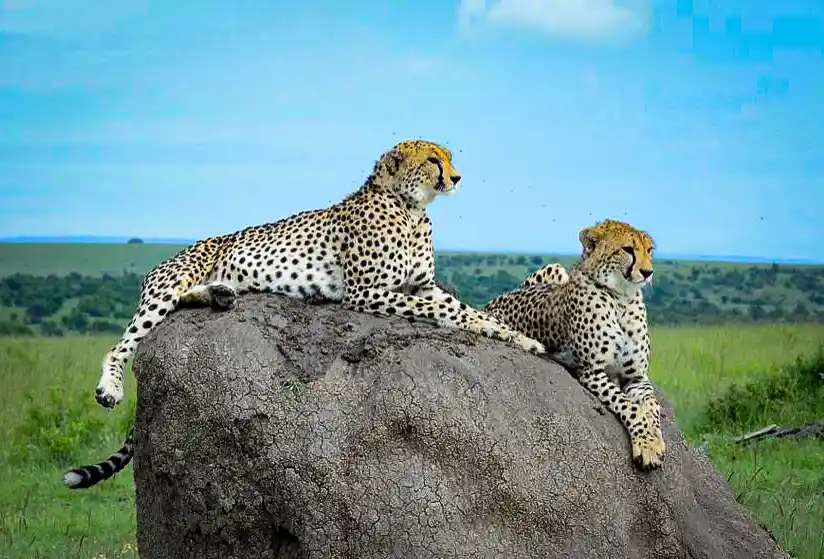 Leopard scanning for prey in Mikumi National Park
