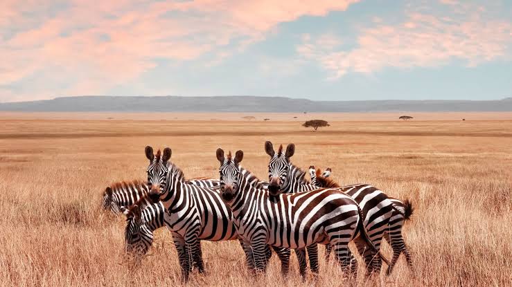 Forest wildlife habitat on the lower slopes of Kilimanjaro