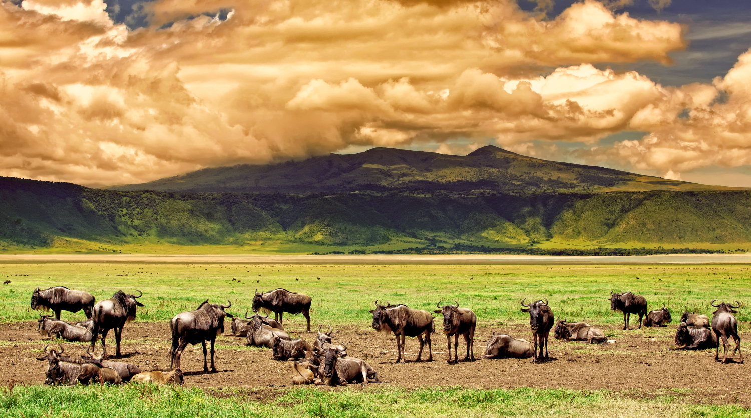 Wildebeest herd on the Ngorongoro crater floor during a game drive