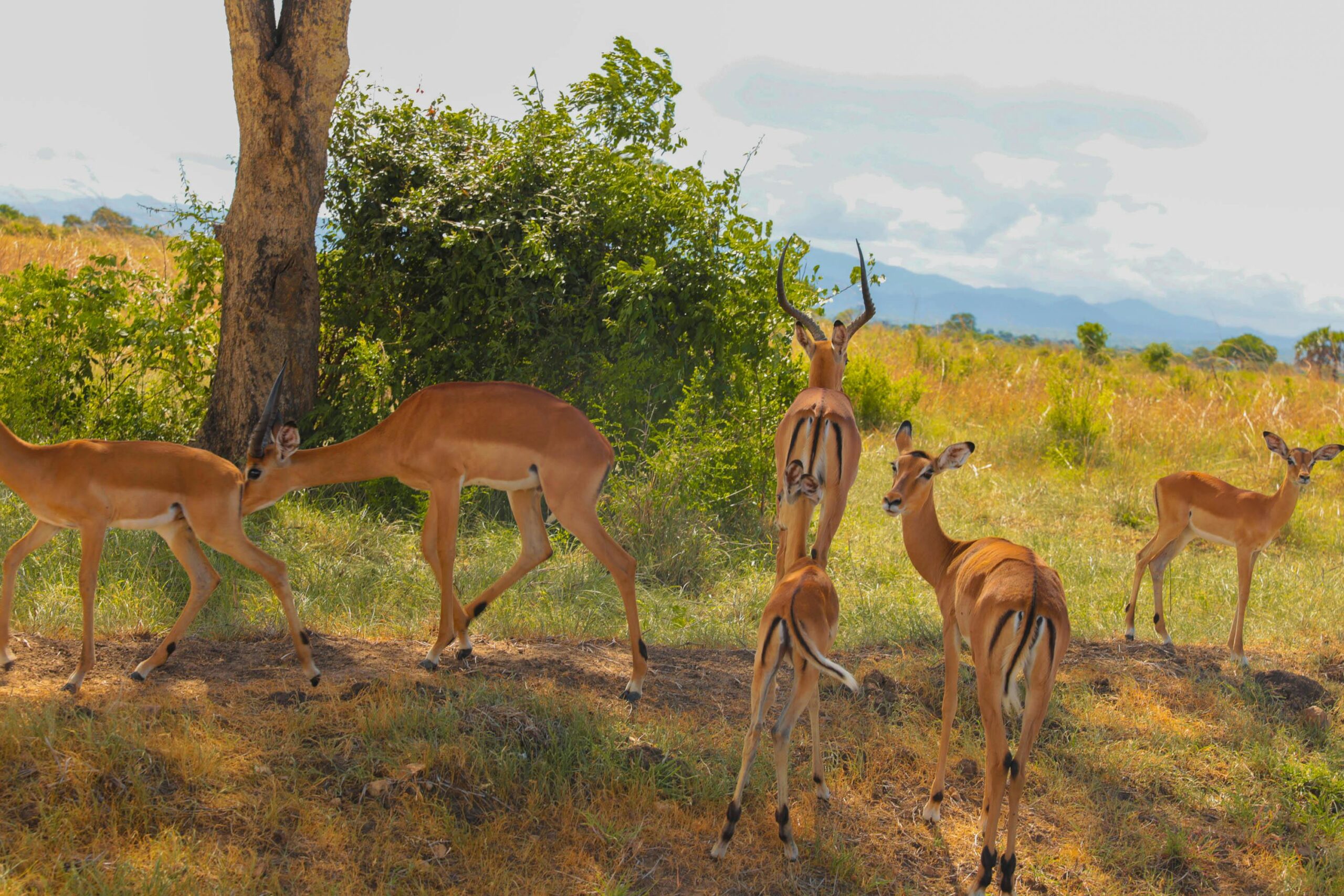 The Rufiji River in Nyerere National Park