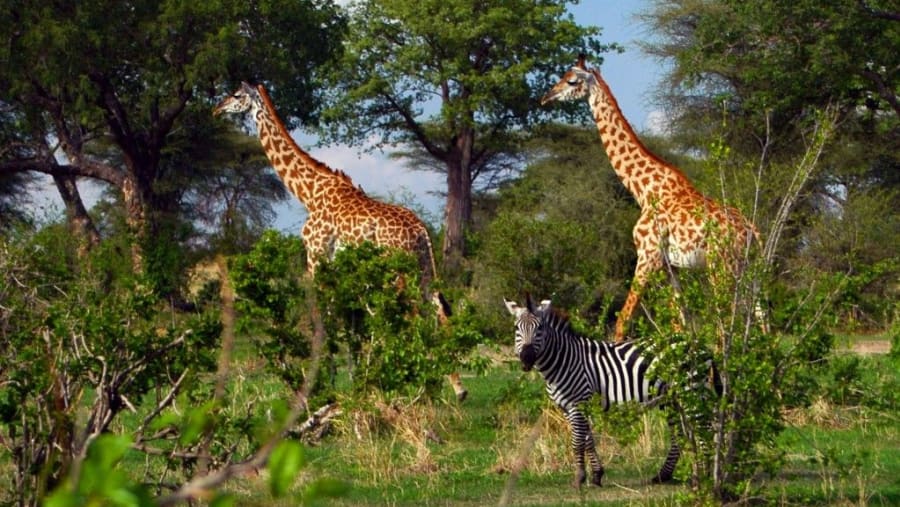 The Great Ruaha River and surrounding landscape