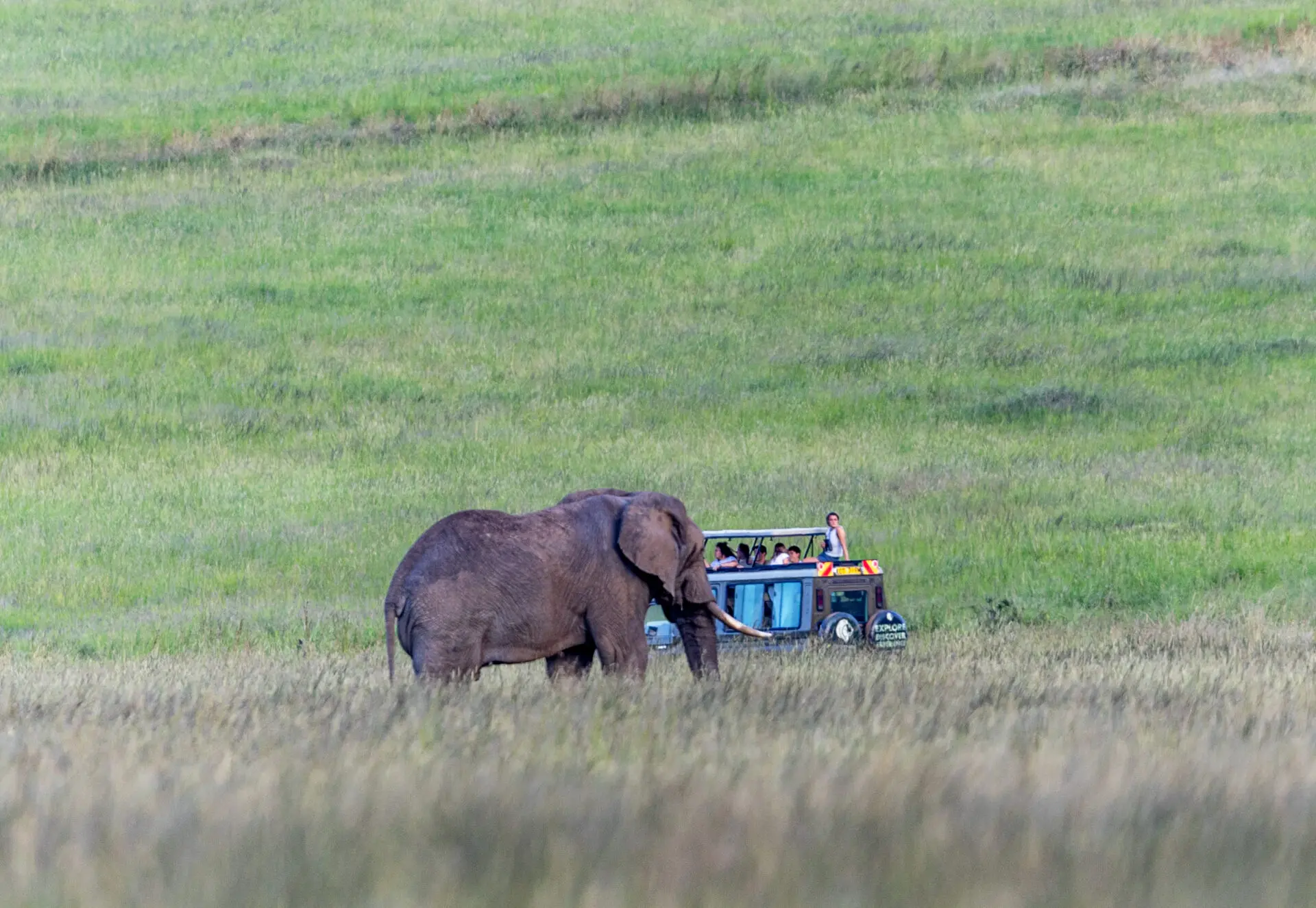 Elephant herd in Tarangire National Park