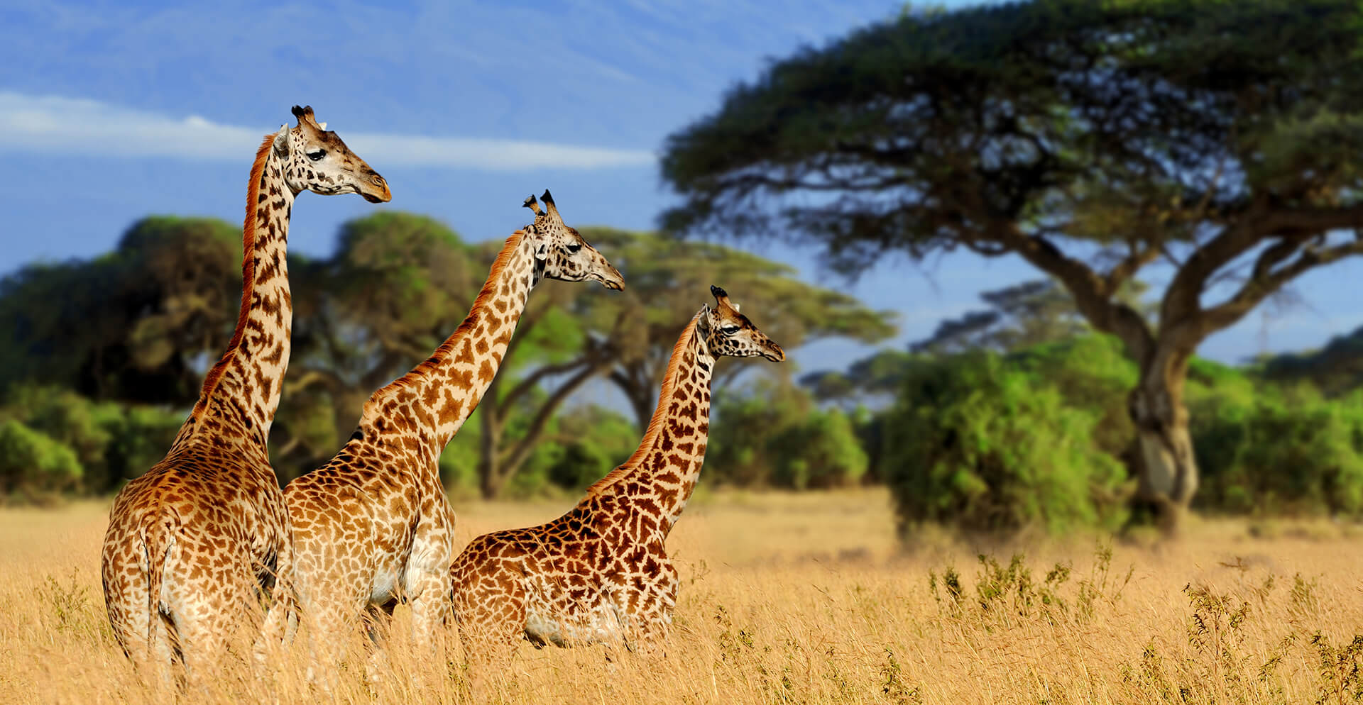 Landscape view of Tarangire National Park