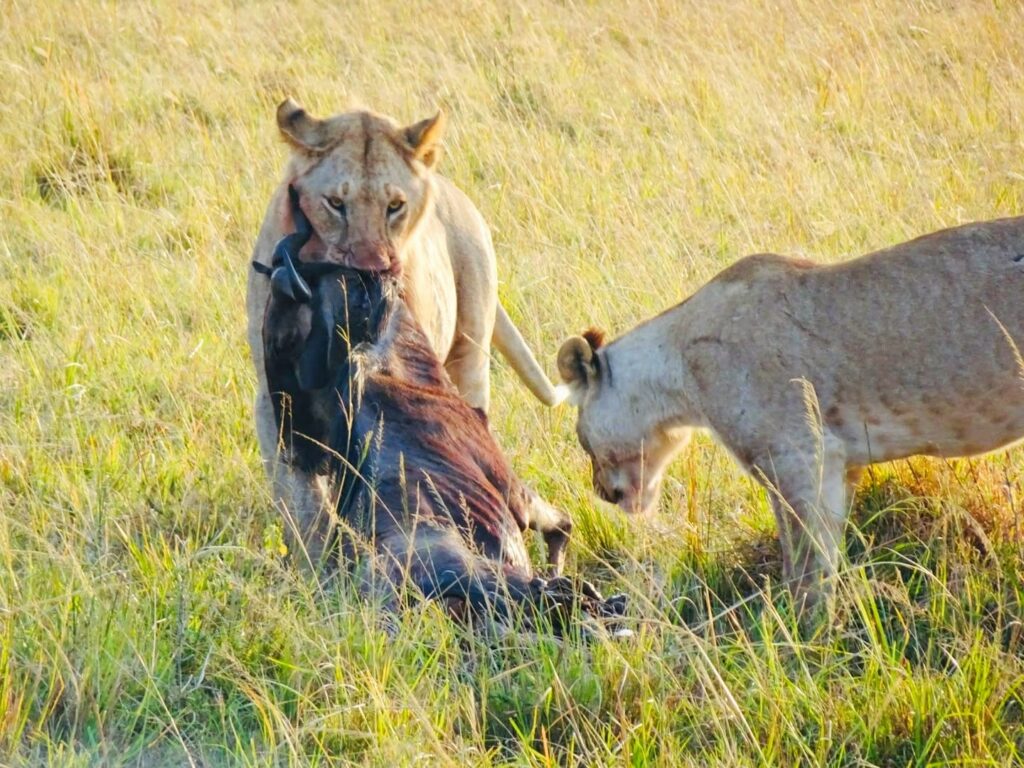 Lionesses feeding on a wildebeest kill during the Serengeti Great Migration