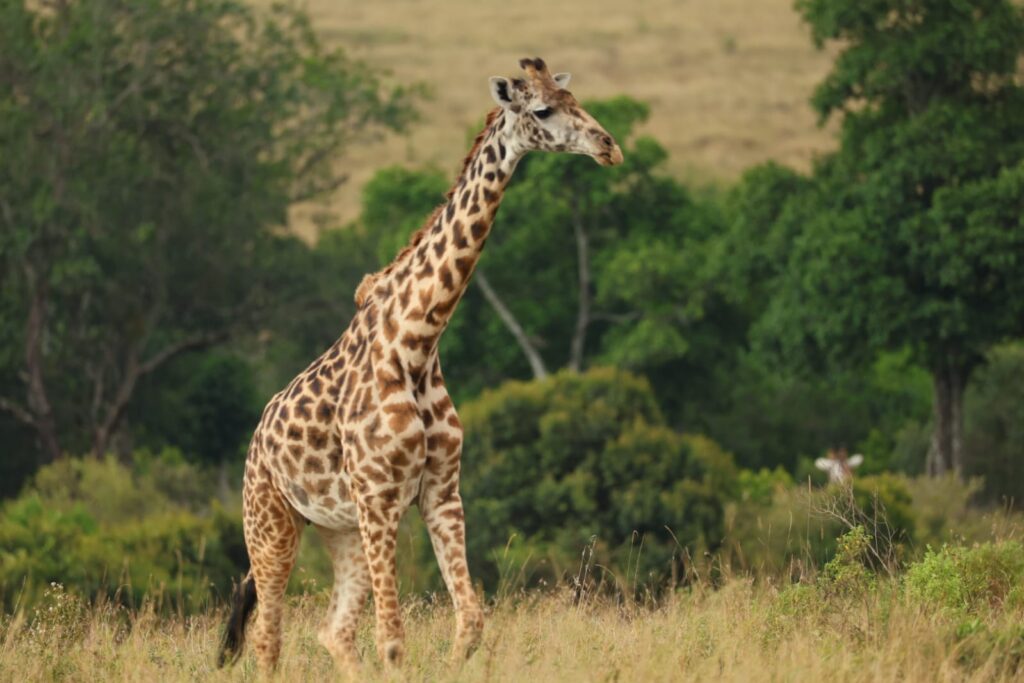 Giraffe walking across the open plains of the Serengeti National Park