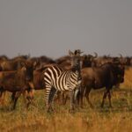 Serengeti vs Tarangire: The Definitive Guide to Which Park Fits Your Itinerary