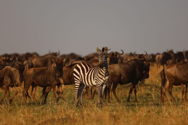 Serengeti vs Tarangire: The Definitive Guide to Which Park Fits Your Itinerary