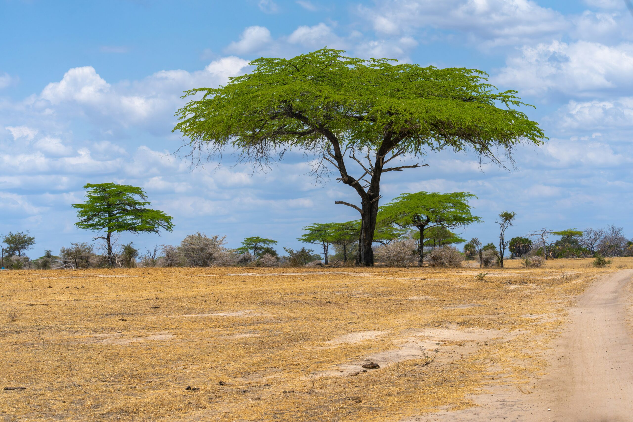 Wildlife in Nyerere National Park