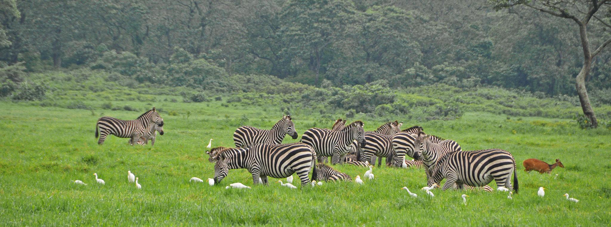 Grassland and wildlife with Mount Meru in the background, Arusha National Park