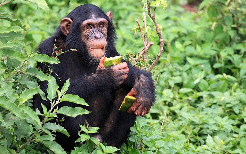 Guided chimpanzee trekking through the forest of Gombe National Park