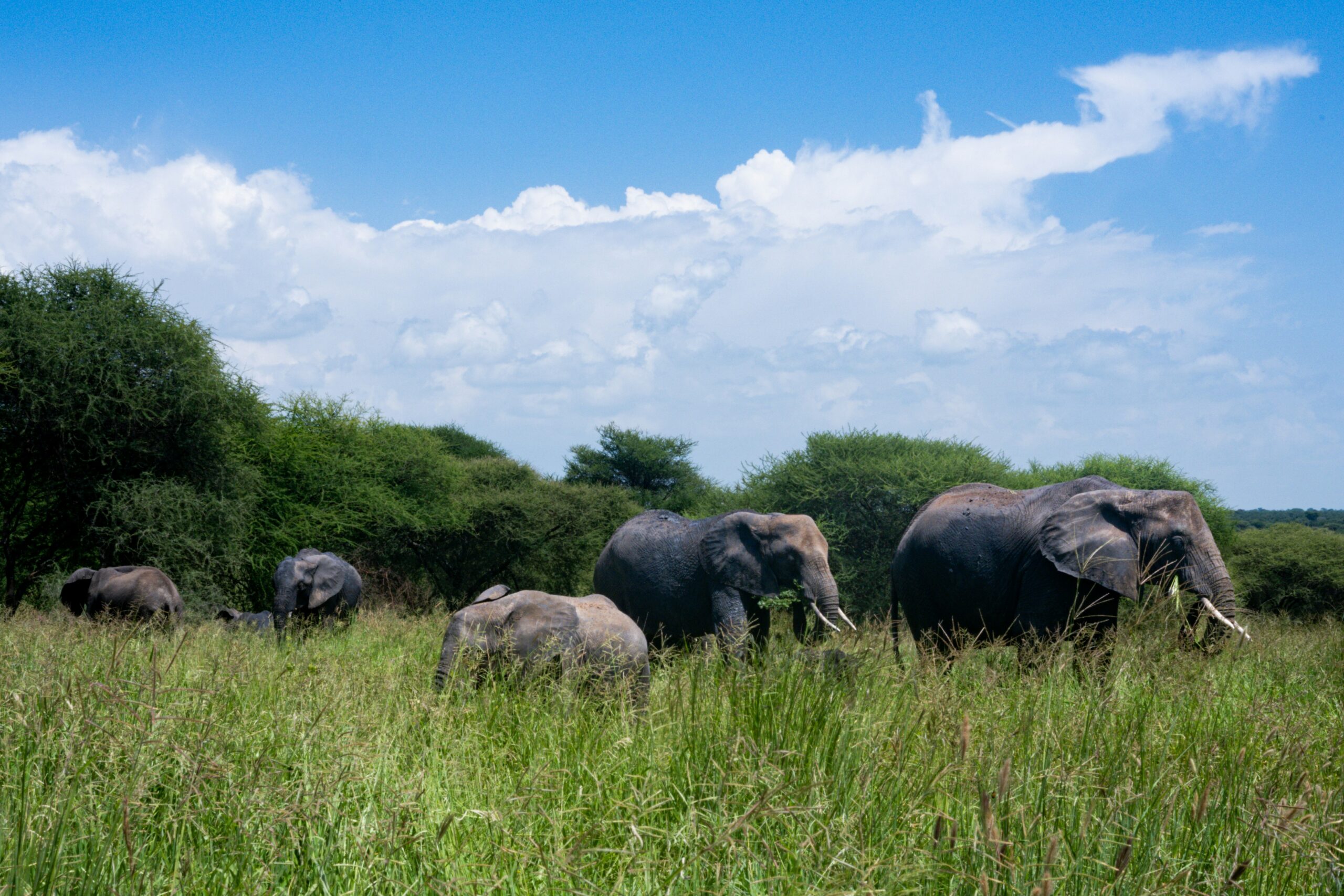 7-Day Extended Serengeti Safari