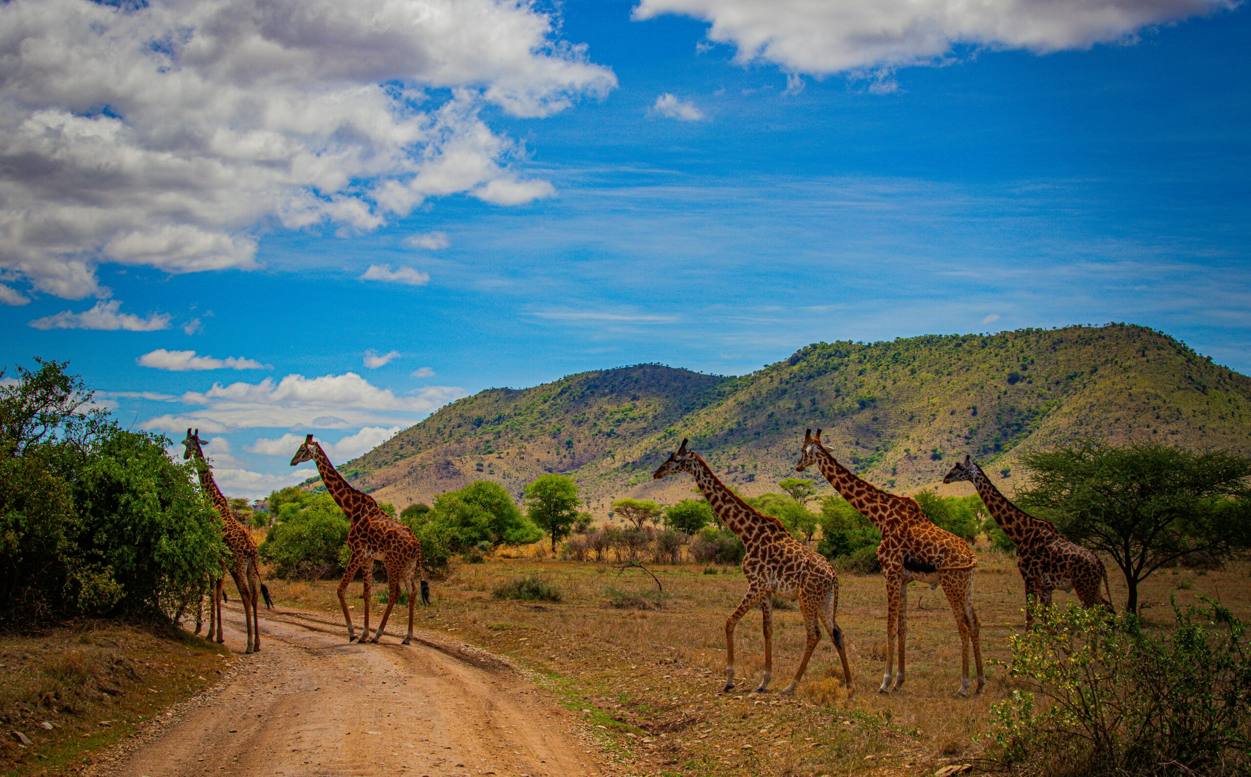 Aerial view of Serengeti savannah landscape