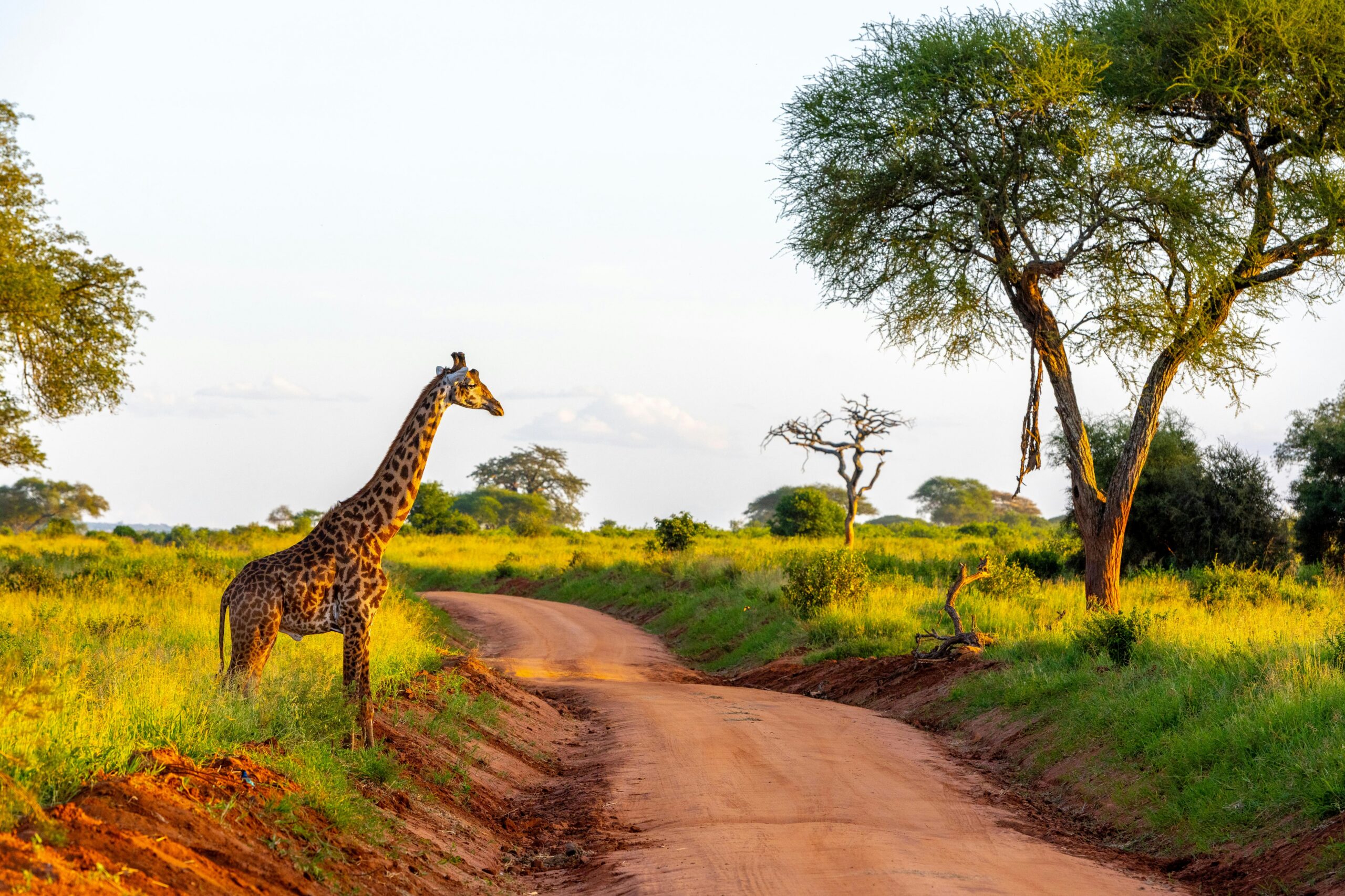 8-Day Luxury Safari