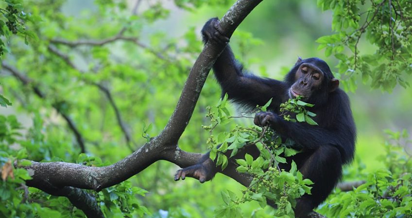 Forested hills of Gombe National Park above Lake Tanganyika