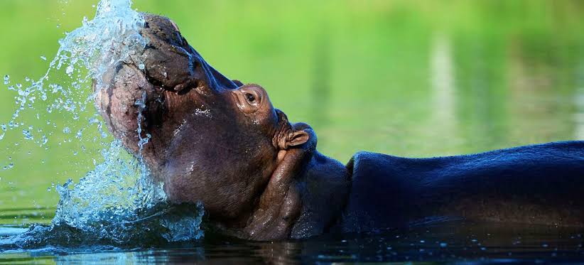 Wildlife in Udzungwa Mountains National Park