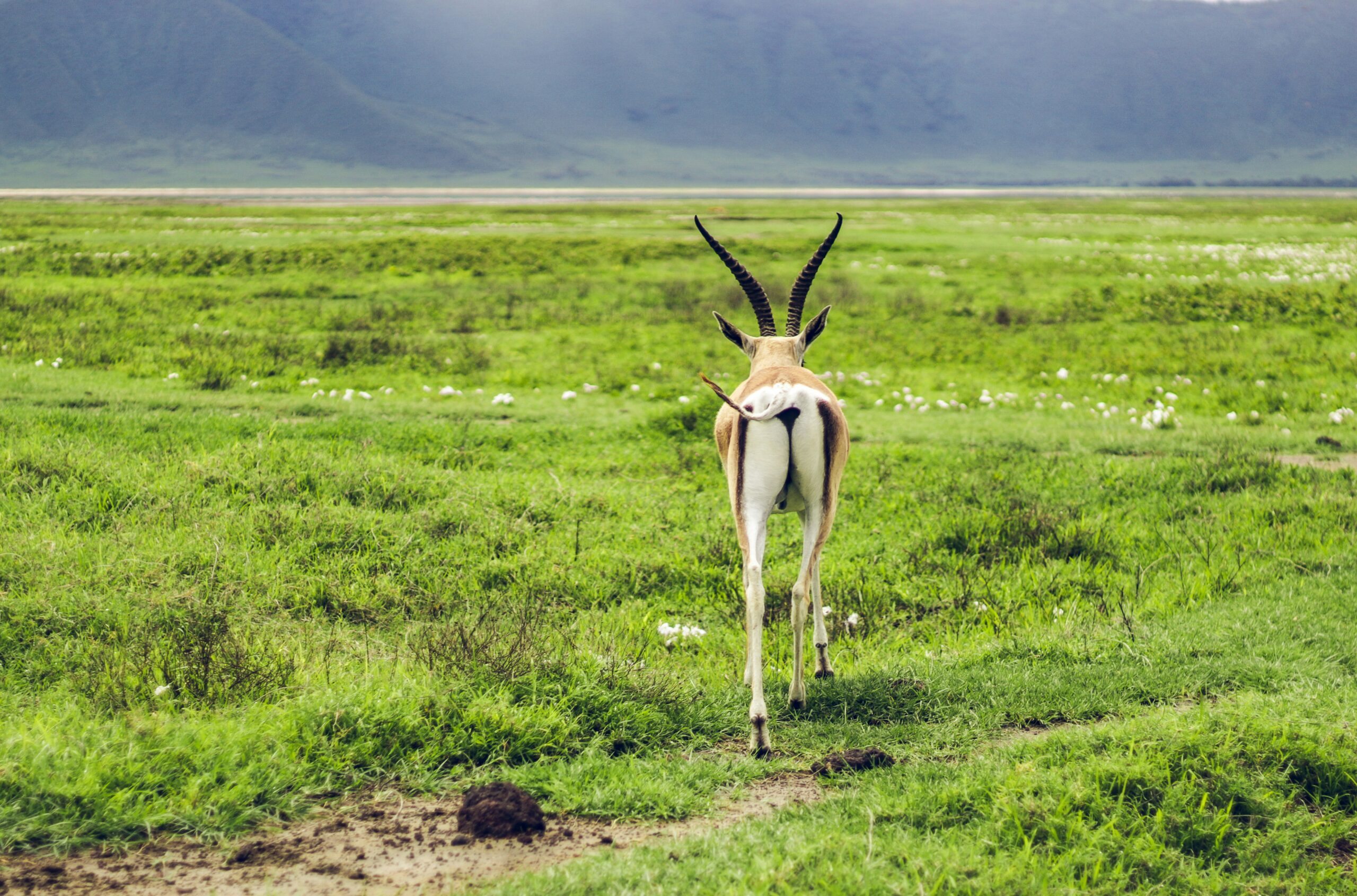 5-Day Serengeti Focus Safari