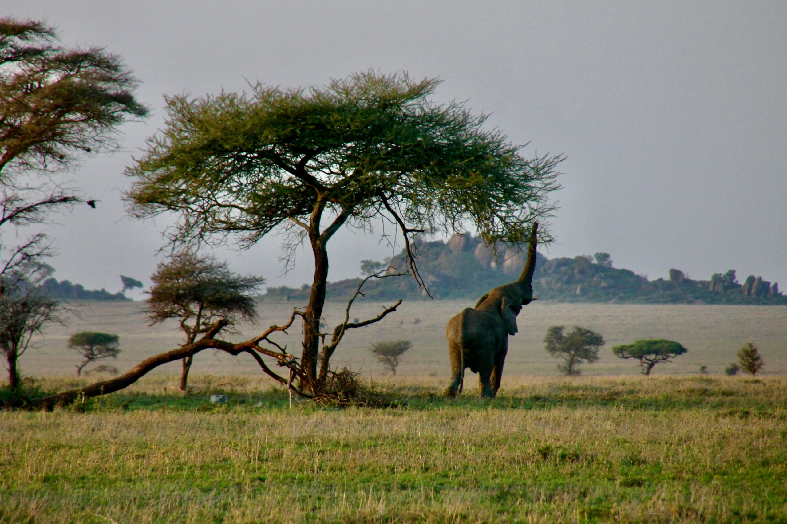 Wildebeest migration herds crossing the Serengeti