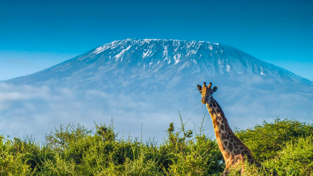 View of Mount Kilimanjaro rising above the plains