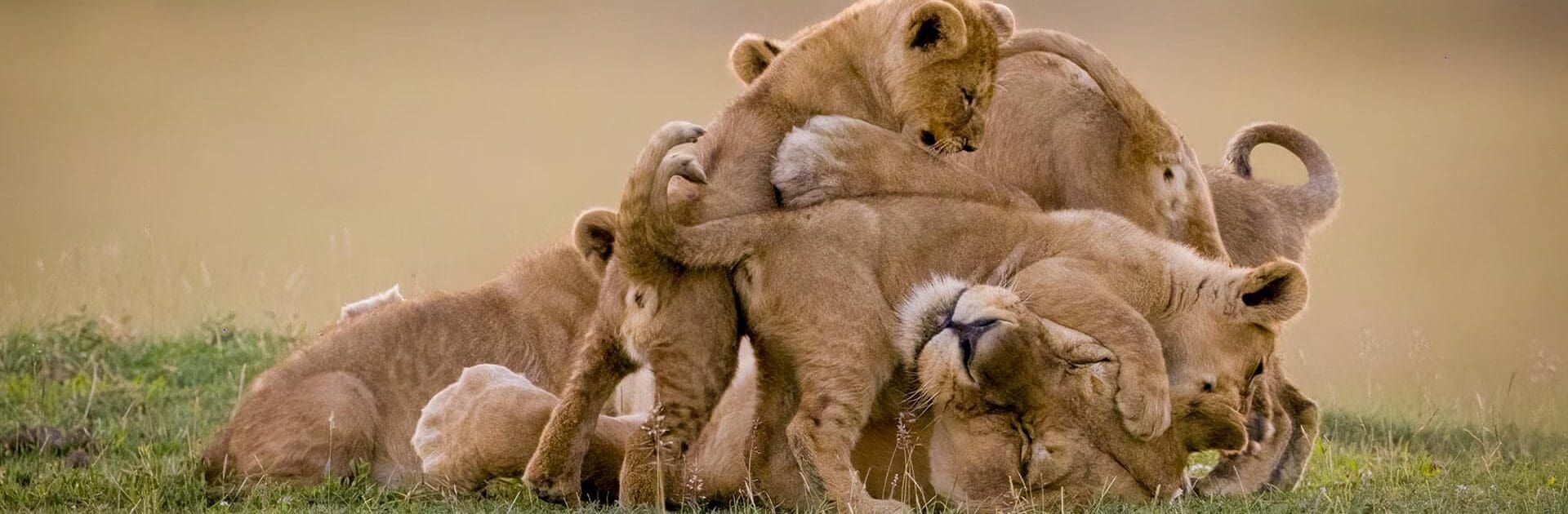 5-Day Family Safari