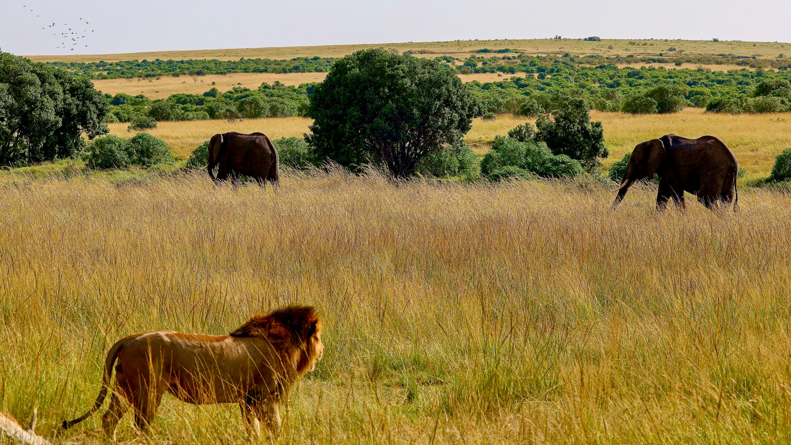 Luxury Tanzania Safaris