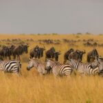 The Ultimate First-Timer’s Guide to Tanzania Safaris