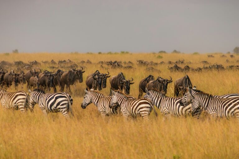 The Ultimate First-Timer’s Guide to Tanzania Safaris